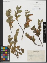 Foto von Salix hastata L.